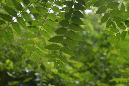 tree-of-heaven
