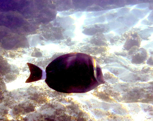 Acanthurus leucopareius observed 2026-09-20