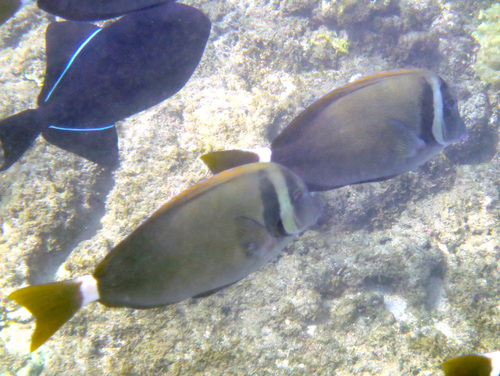 Acanthurus leucopareius observed 2026-09-20