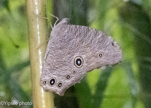 Common Evening Brown