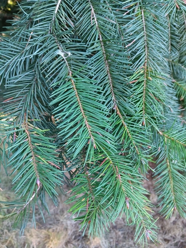 Douglas-fir