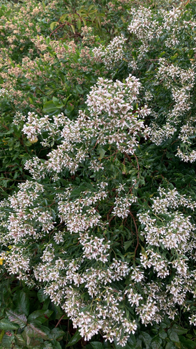 groundsel tree