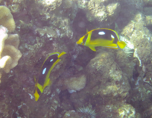 Chaetodon quadrimaculatus, 2026-09-20
