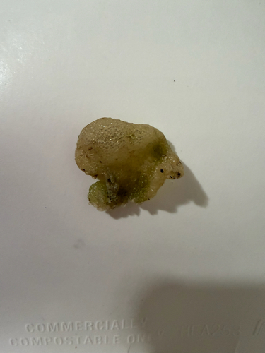 Dictyosphaeria cavernosa observed 2026-09-14