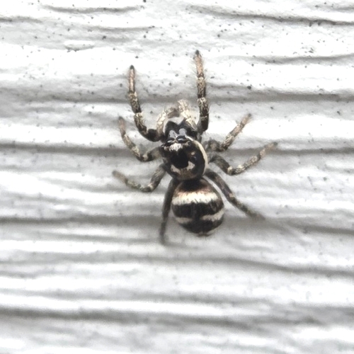 Zebra Jumping Spider
