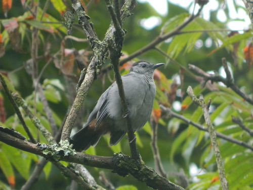 Gray Catbird