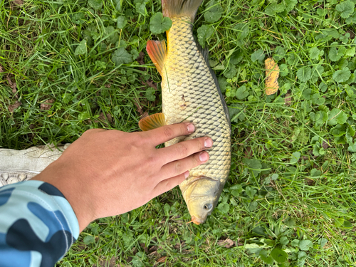 European Carp
