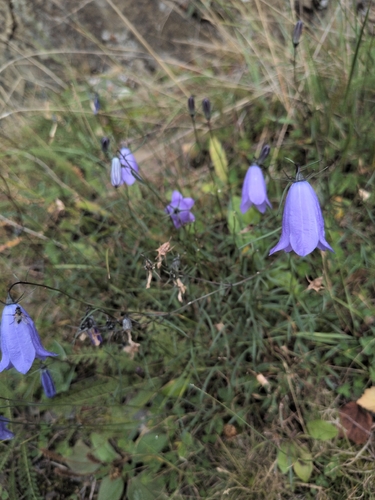 Alaskan bellflower