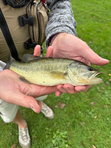 Largemouth Bass