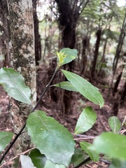 Hedycarya arborea, photograph author not stated, no rights reserved