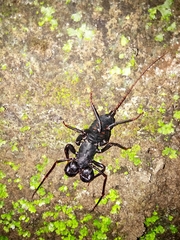 Thelyphonidae