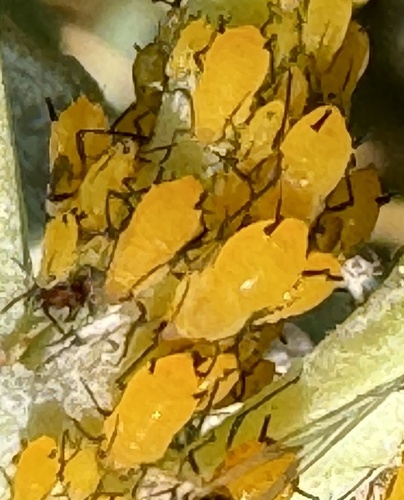 Oleander Aphid