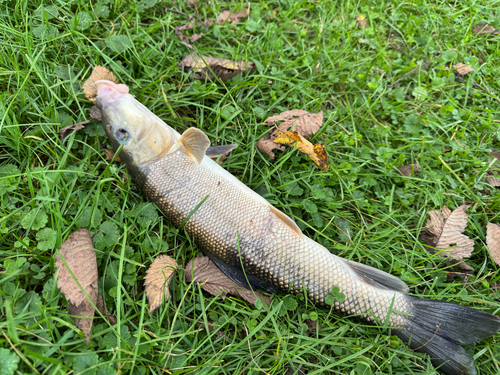 White Sucker
