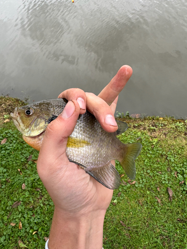 Bluegill