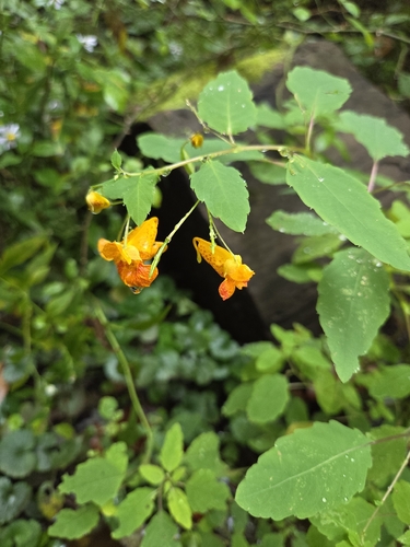 common jewelweed