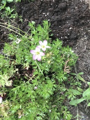 Geranium columbinum
