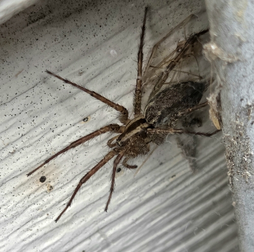 Potter's Grass Spider