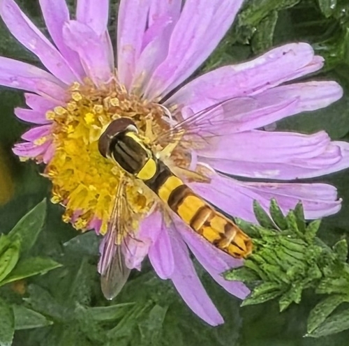 Common Globetail