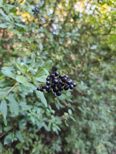 Common Privet