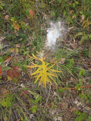 butterfly milkweed
