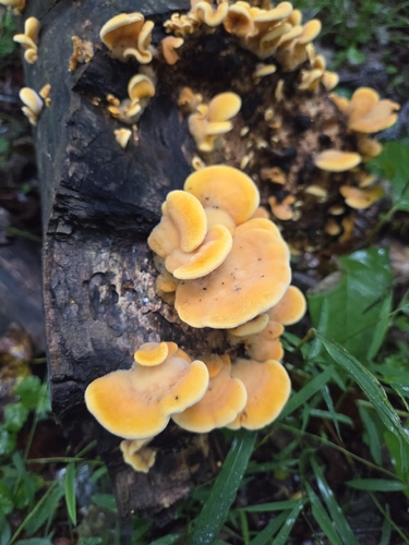 Stinking Orange Oyster