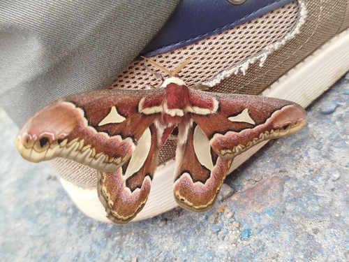 Rothchild's Atlas Moth