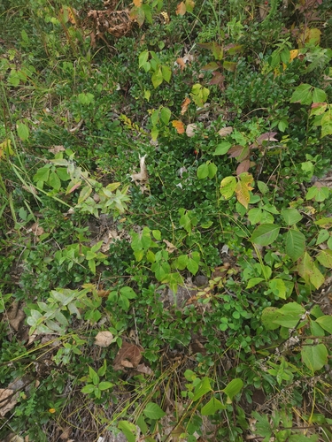 bearberry