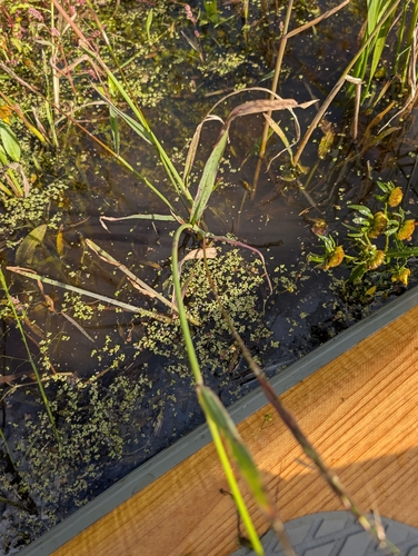 Zizania palustris, photograph 3
