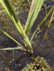 Zizania palustris, photograph (c) Lorna Grant, some rights reserved (CC BY)