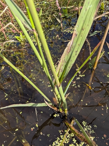 Zizania palustris, photograph 5