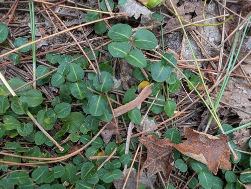 partridgeberry