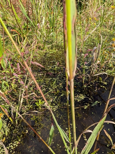 Zizania palustris, photograph 6