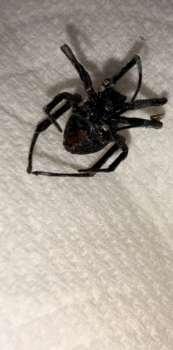 Western Black Widow