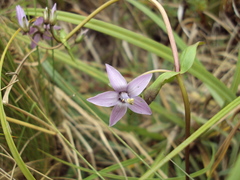Gentianella rapunculoides