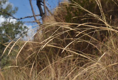 Heteropogon triticeus observed 2026-07-12