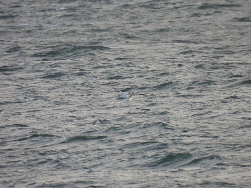 Mediterranean Gull