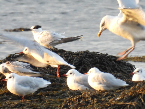 Sandwich Tern