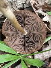 Hymenopellis sinapicolor