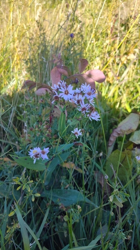 smooth blue aster