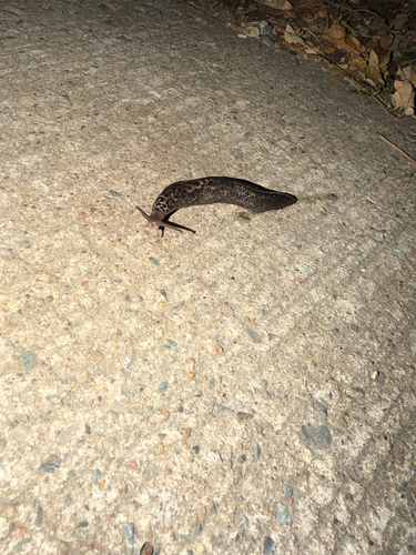 Leopard Slug