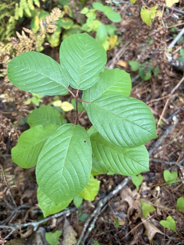 alder buckthorn