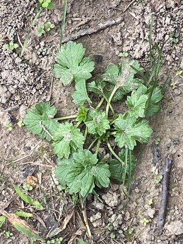 Ranunculus bulbosus