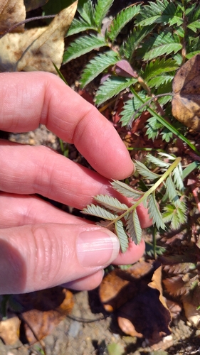 common silverweed