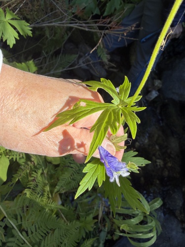 Aconitum columbianum, photograph 4