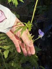 (c) Dee Shea Himes, some rights reserved (CC BY) Aconitum columbianum, photograph (c) Dee Shea Himes, some rights reserved (CC BY)
