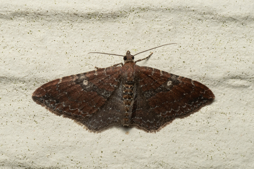 Gem Moth