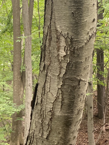 Betula lenta, photograph 2
