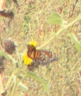 Monarch