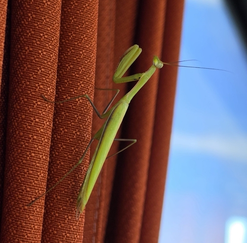 European Mantis