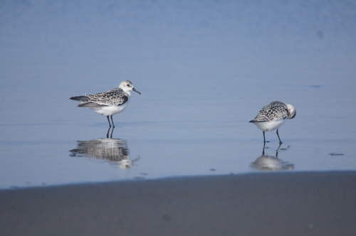 Sanderling